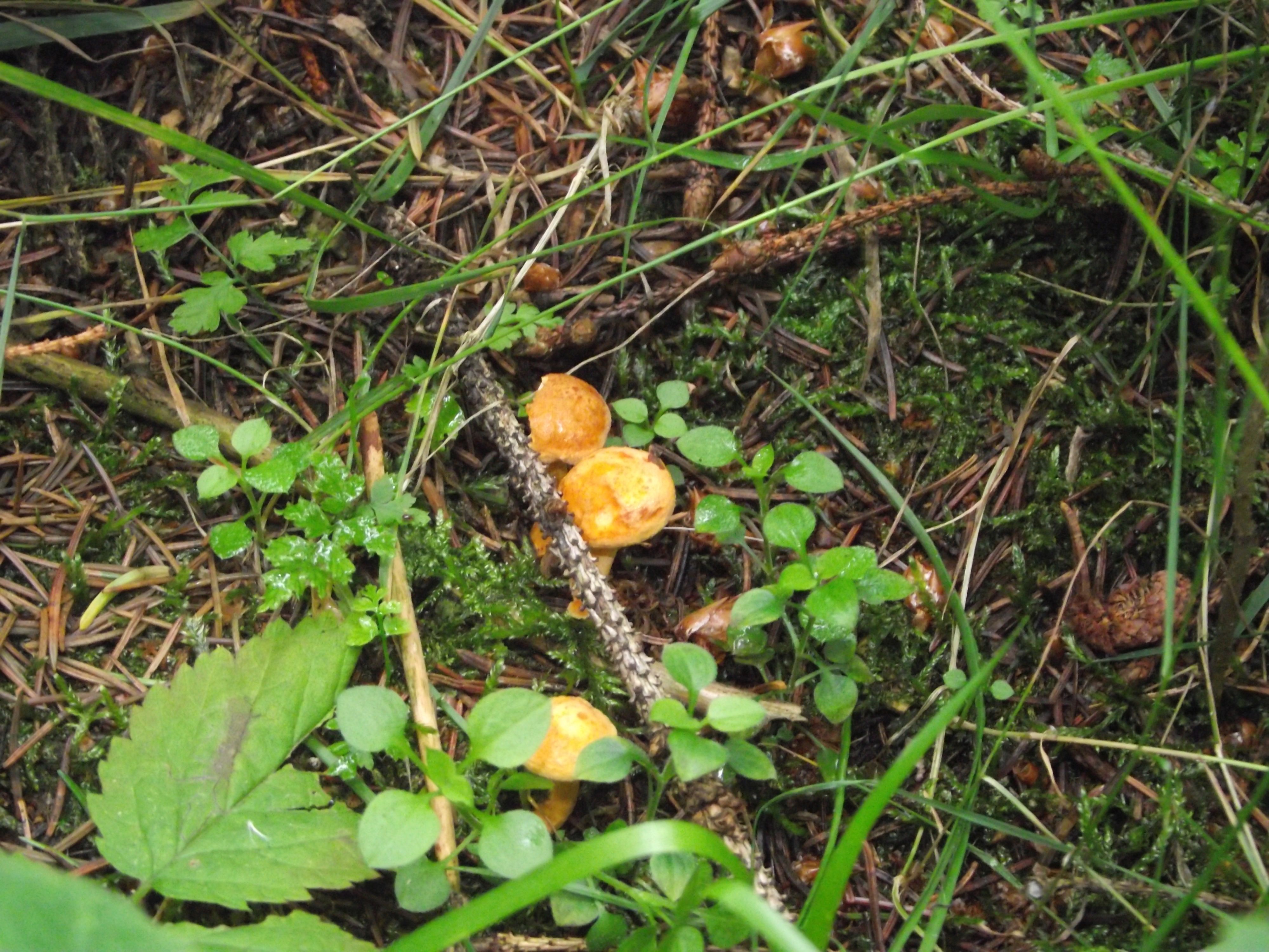 Falscher Pfifferling
